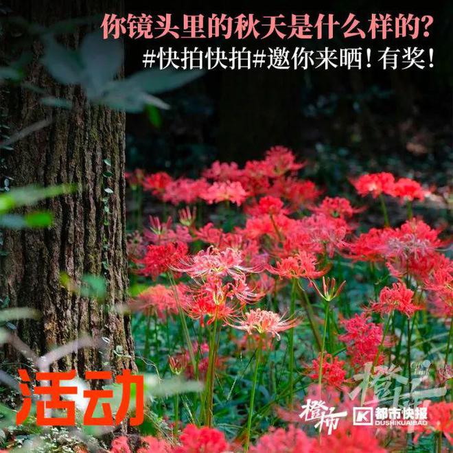 羊毛活动什么意思_百度薅羊毛活动_羊毛活动